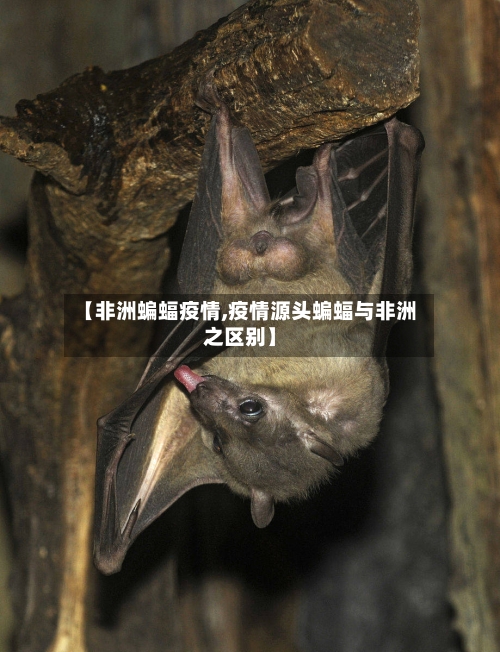 【非洲蝙蝠疫情,疫情源头蝙蝠与非洲之区别】