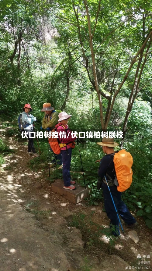 伏口柏树疫情/伏口镇柏树联校