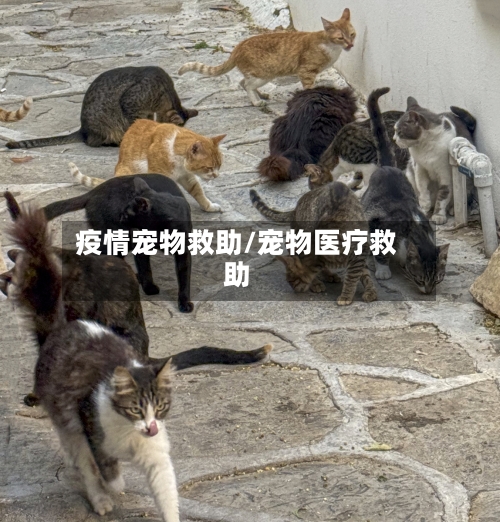 疫情宠物救助/宠物医疗救助