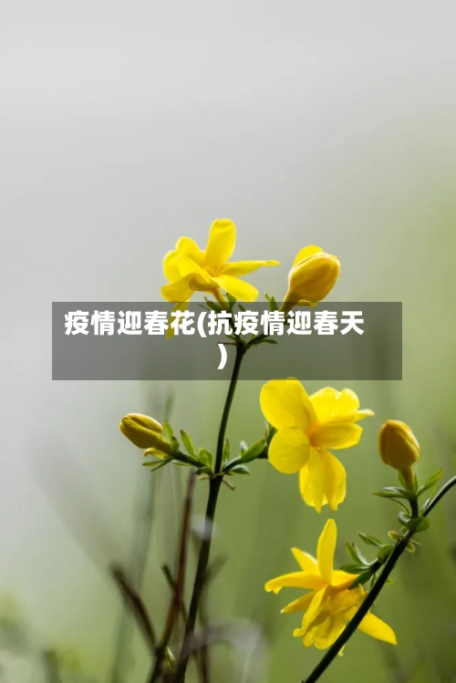 疫情迎春花(抗疫情迎春天)-第2张图片