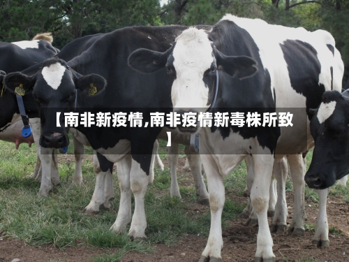 【南非新疫情,南非疫情新毒株所致】-第2张图片