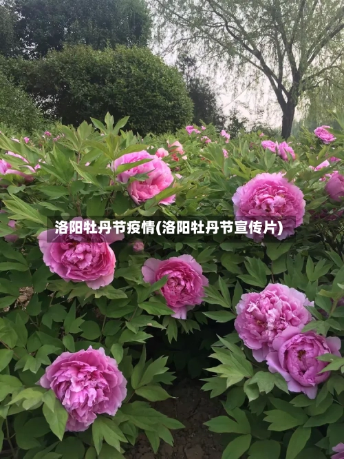 洛阳牡丹节疫情(洛阳牡丹节宣传片)-第3张图片