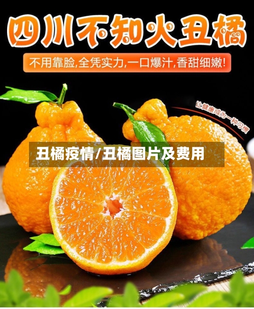 丑橘疫情/丑橘图片及费用