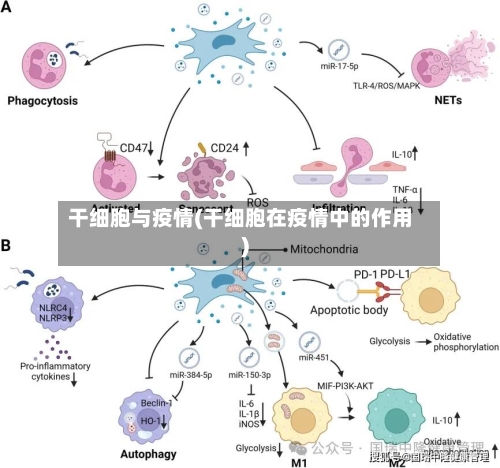 干细胞与疫情(干细胞在疫情中的作用)-第2张图片