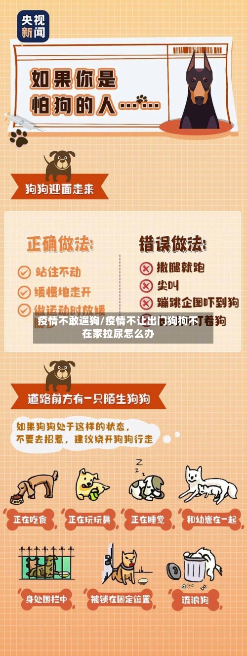 疫情不敢遛狗/疫情不让出门狗狗不在家拉尿怎么办-第2张图片