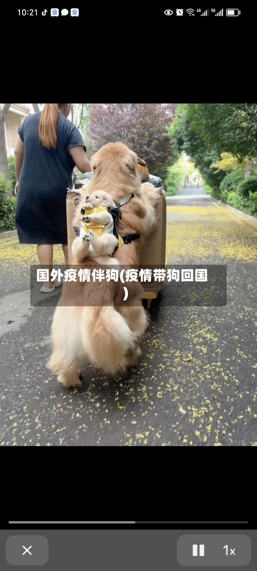 国外疫情伴狗(疫情带狗回国)