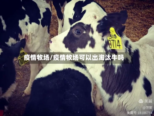 疫情牧场/疫情牧场可以出淘汰牛吗