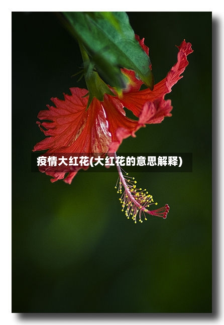 疫情大红花(大红花的意思解释)