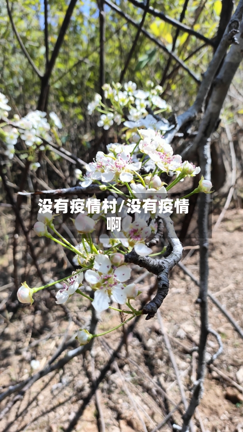 没有疫情村/没有疫情啊