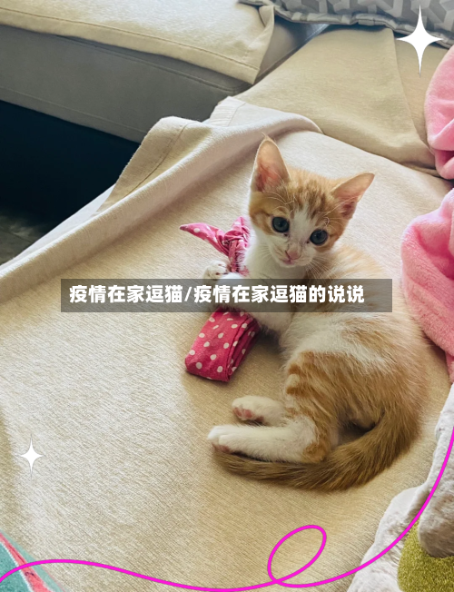 疫情在家逗猫/疫情在家逗猫的说说