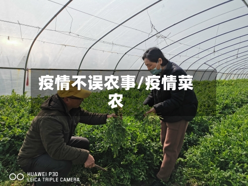 疫情不误农事/疫情菜农-第3张图片